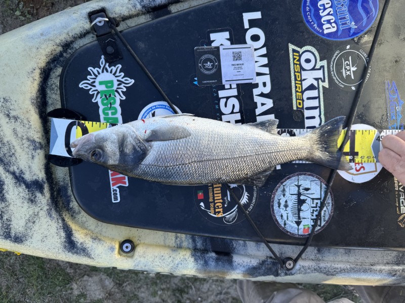 Fish Measure Picture